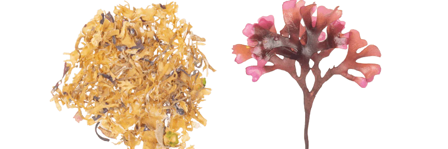 Chondrus Crispus Vs Eucheuma and Gracilaria