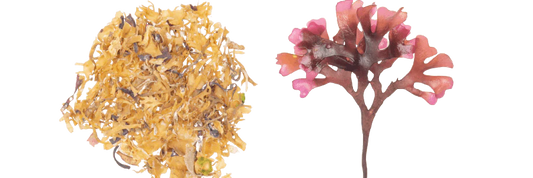 Chondrus Crispus Vs Eucheuma and Gracilaria